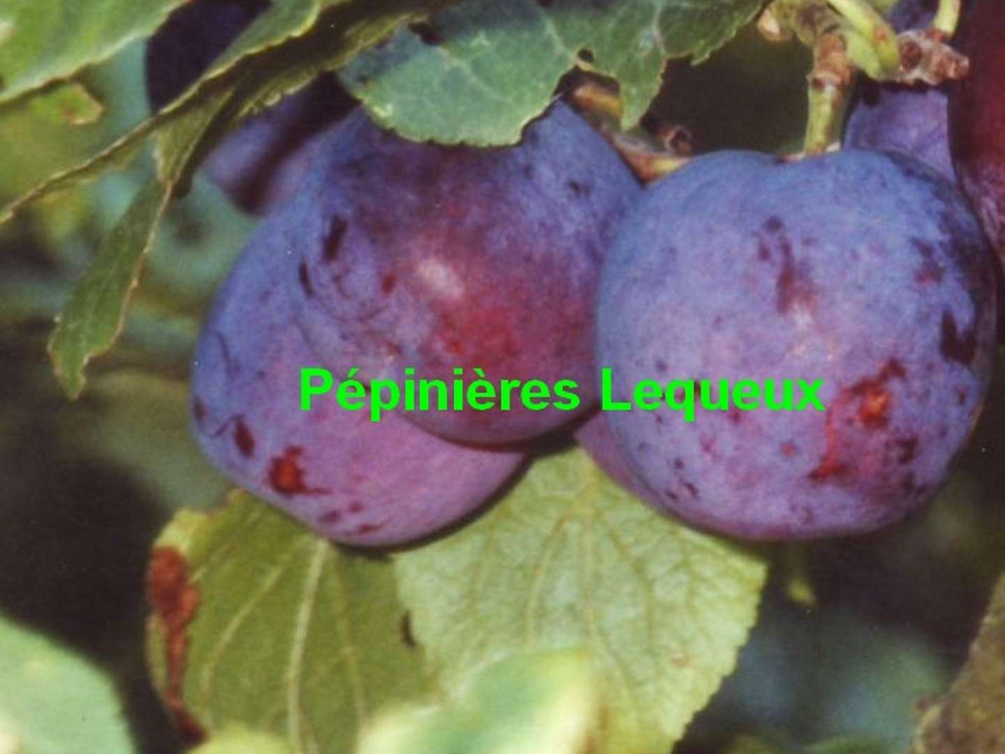 VIOLETTE